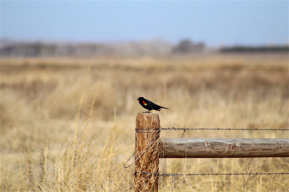 Red-winged Black Bird Owens Bay Lake Andes National Wildlife Refuge South Dakota