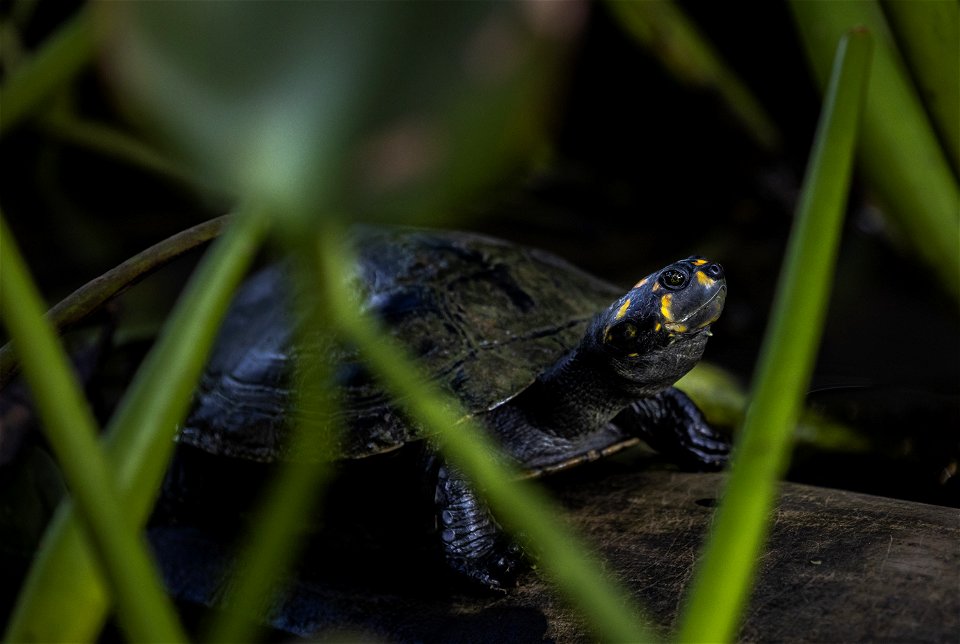 ConservationAmazonPeru-FS-009 photo