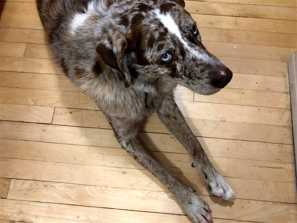 2022/365/315 Am I a Good Dog?
