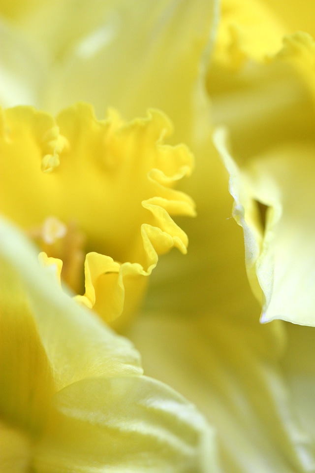 Yellow Daffodil