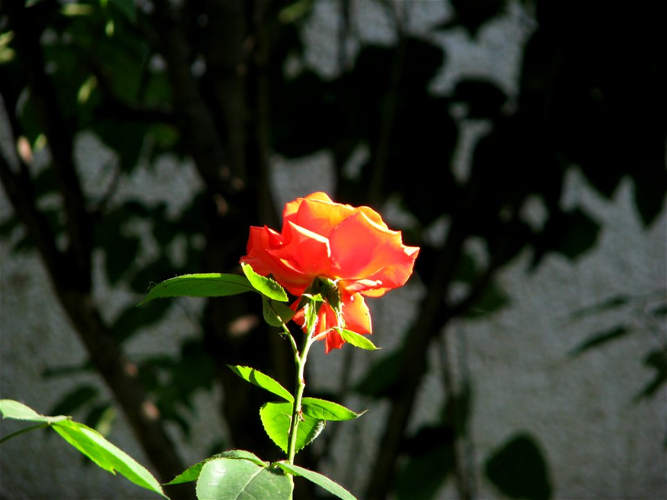 flAviatiei2009_0521_073610