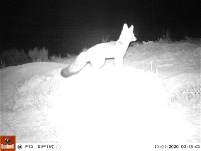 Kit Fox at Night photo