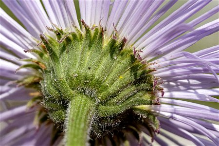 Erigeron formosissimus