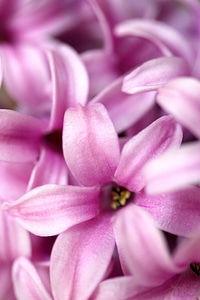 Pink Hyacinth photo