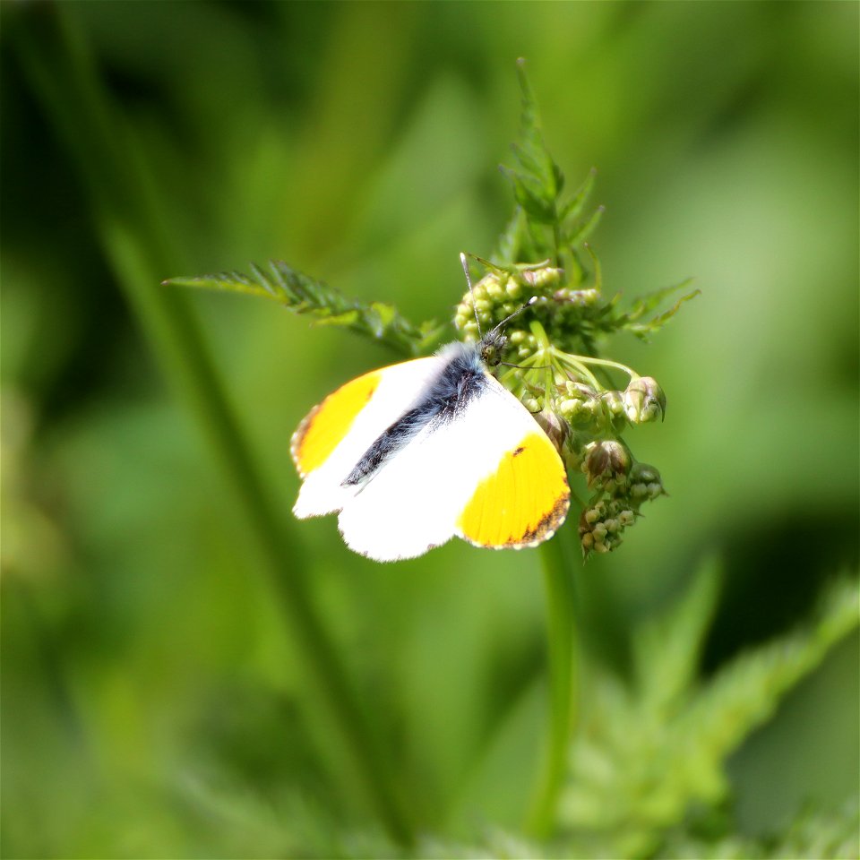 Anthocharis cardamines.