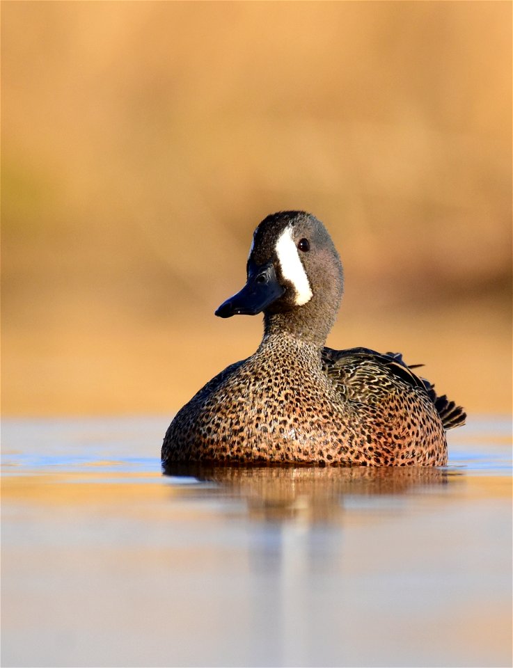 Blue-winged teal at Seedskadee National Wildlife Refuge photo