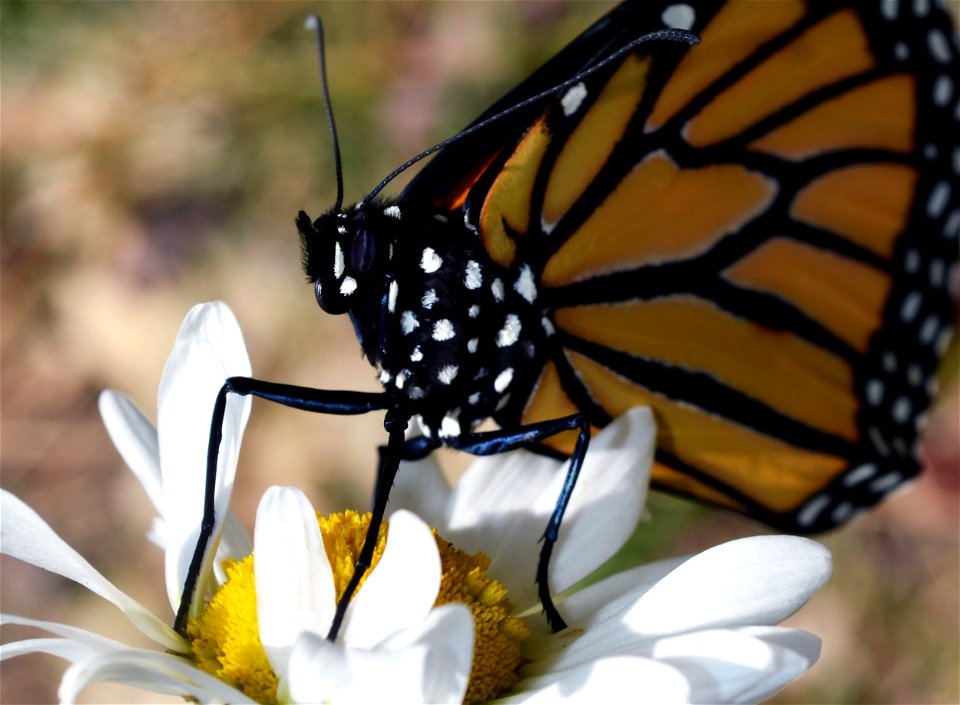 Monarch butterfly drying out it's wings after emerging from chrysalis in Wisconsin photo