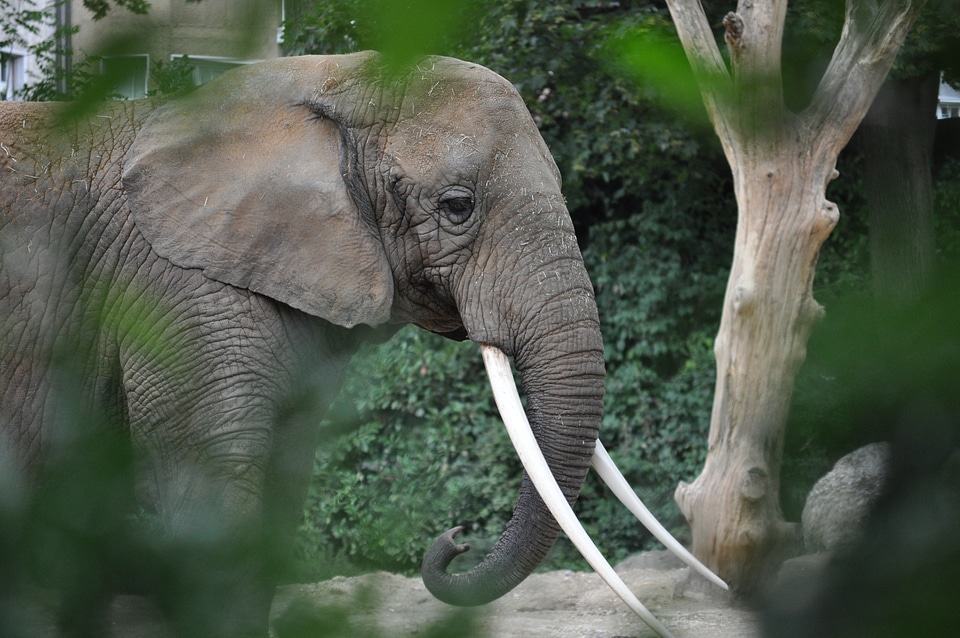 Elephant animal zoo