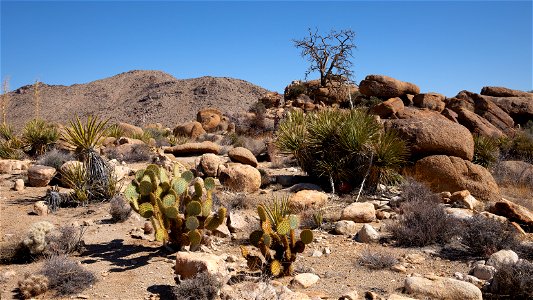 Desert Plants and Scenery photo