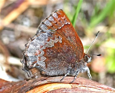 ELFIN, HOARY (Callophrys polios) (04-22-2023) south tolowa dunes state park, del norte co, ca -02