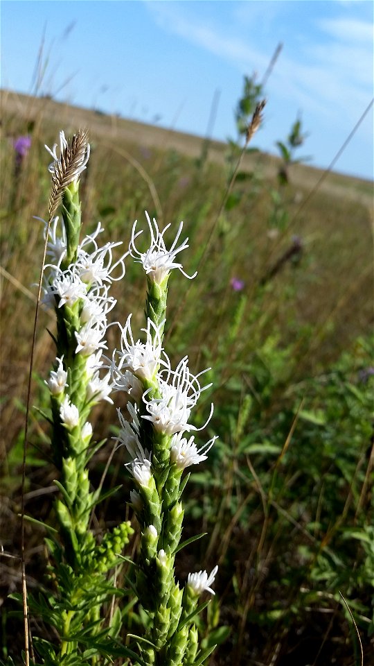 White Blazing Star Lake Andes Wildlife District South Dakota