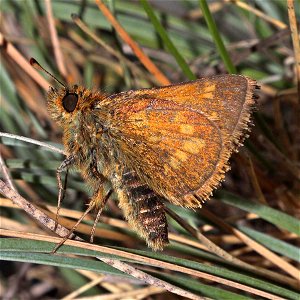 SKIPPER, MARDON (Polites mardon) (06-08-2022) N CA-S OR coastal segregate, low divide road, smith river recreation area, del norte co, ca -08