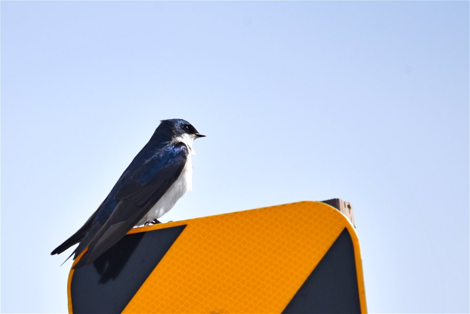 Tree swallow photo