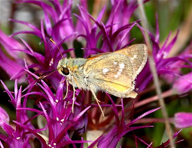 SKIPPER, COLUMBIAN (Hesperia columbia) (05-15-2022) 8 dollar mountain botanical wayside, josephine co, or (1)