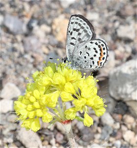 BLUE, PUMICE (Euphilotes on Eriogonum marifolium) (07-23-2022) 6500-7500ft, crater lake, klamath co, or (4)