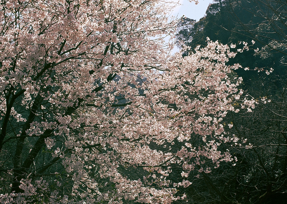 Japanese Cherry Blossoms