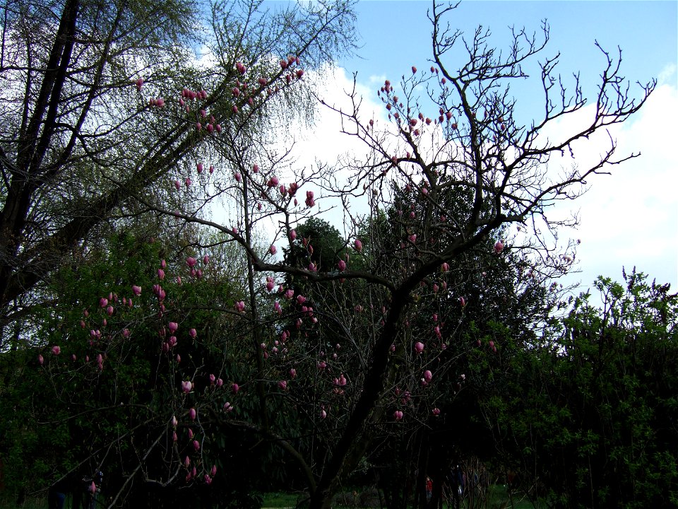 gradina botanica_75