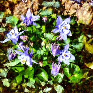floral_DAP_Benson3