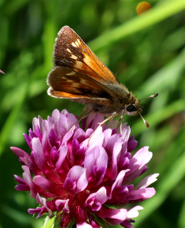 SKIPPER, SONORAN (Polites sonora) (5-31-2021) lake earl coastal lagoon trail, del norte co, ca -04