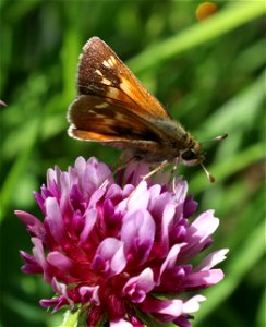 SKIPPER, SONORAN (Polites sonora) (5-31-2021) lake earl coastal lagoon trail, del norte co, ca -04