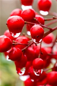 Raindrops on Berries