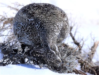 Greater sage-grouse on Seedskadee National Wildlife Refuge