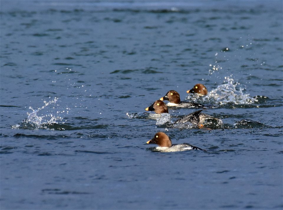 Common goldeneye at Seedskadee National Wildlife Refuge