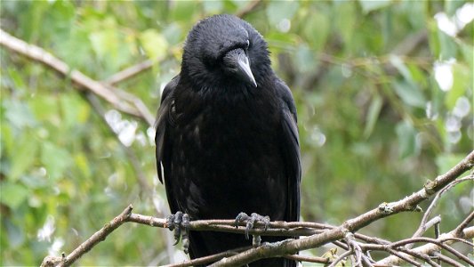 Krähenphilosophie für Anfänger: Wer in die Höhe fliegt, kann tief herunter schauen!