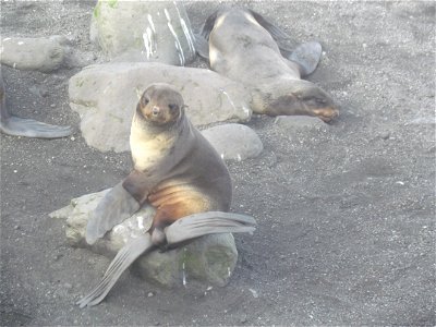 Northern Fur Seal on rock photo