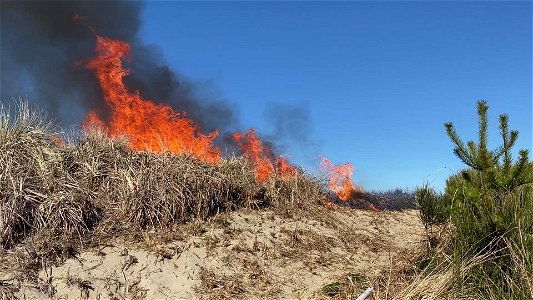 Siuslaw Oregon Dunes Prescribed Burn 2022