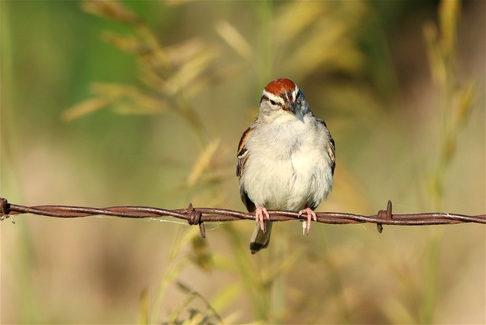 Chipping Sparrow Huron Wetland Management District photo