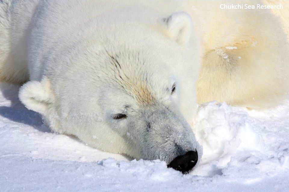 Polar Bear, chillin