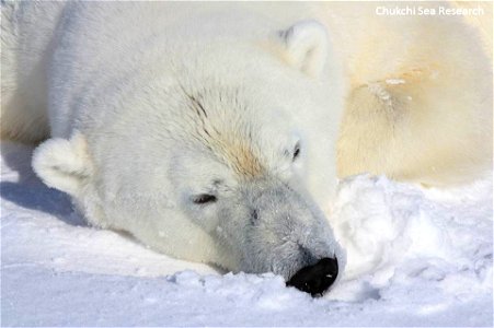 Polar Bear, chillin