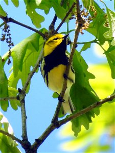 Black-throated Green Warbler