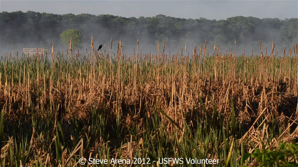Virginia Rail (Rallus limicola) scolding call in response to Pied-billed Grebe broadcast- Great Meadows NWR, Concord, MA