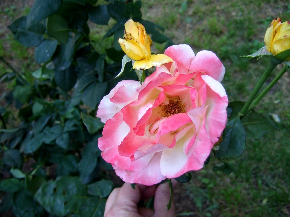 tradAliulia2009_0613_103230