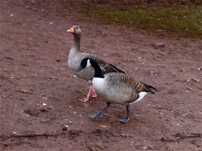 Goose Stepping photo