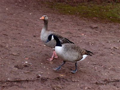 Goose Stepping