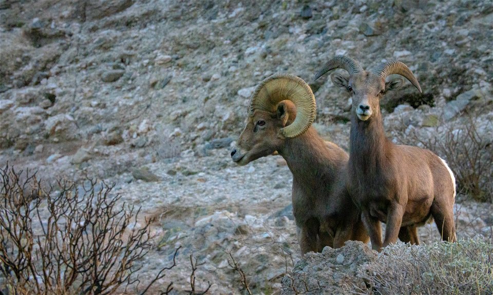 San Gorgonio Wilderness in Sand to Snow National Monument photo