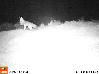 Kit Fox at Night 2 photo