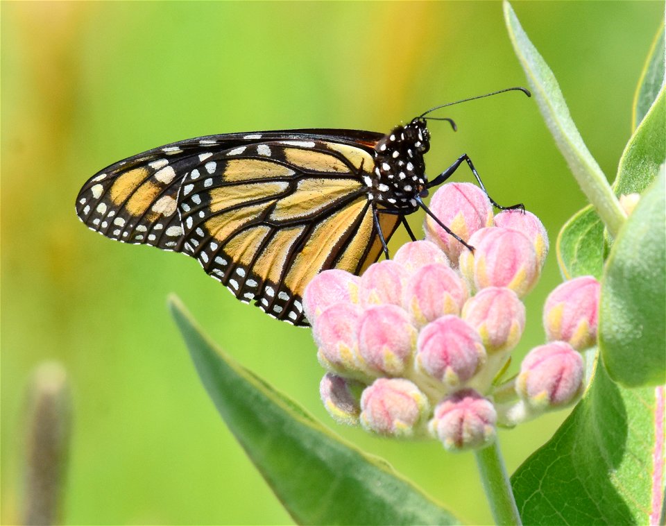 Monarch butterfly on showy milkweed at Seedskadee NWR Wyoming