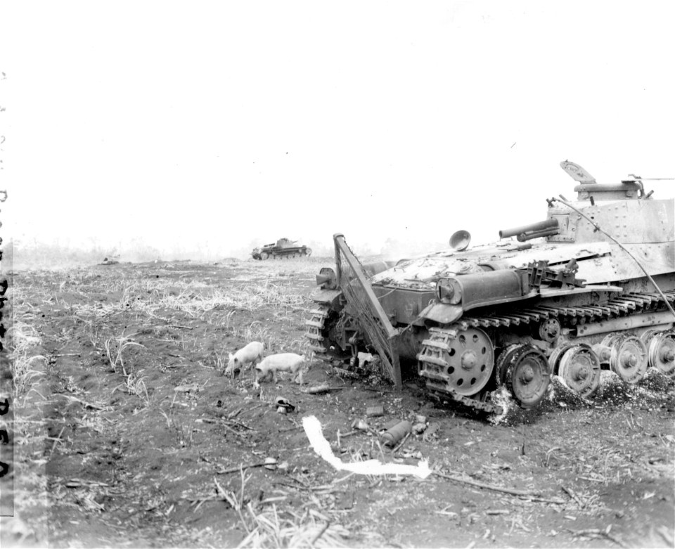 Pigs forage in front of wrecked Jap tank knocked out by Marine grenade and bazooka fire. Another Jap tank is in background. 16 June, 1944.