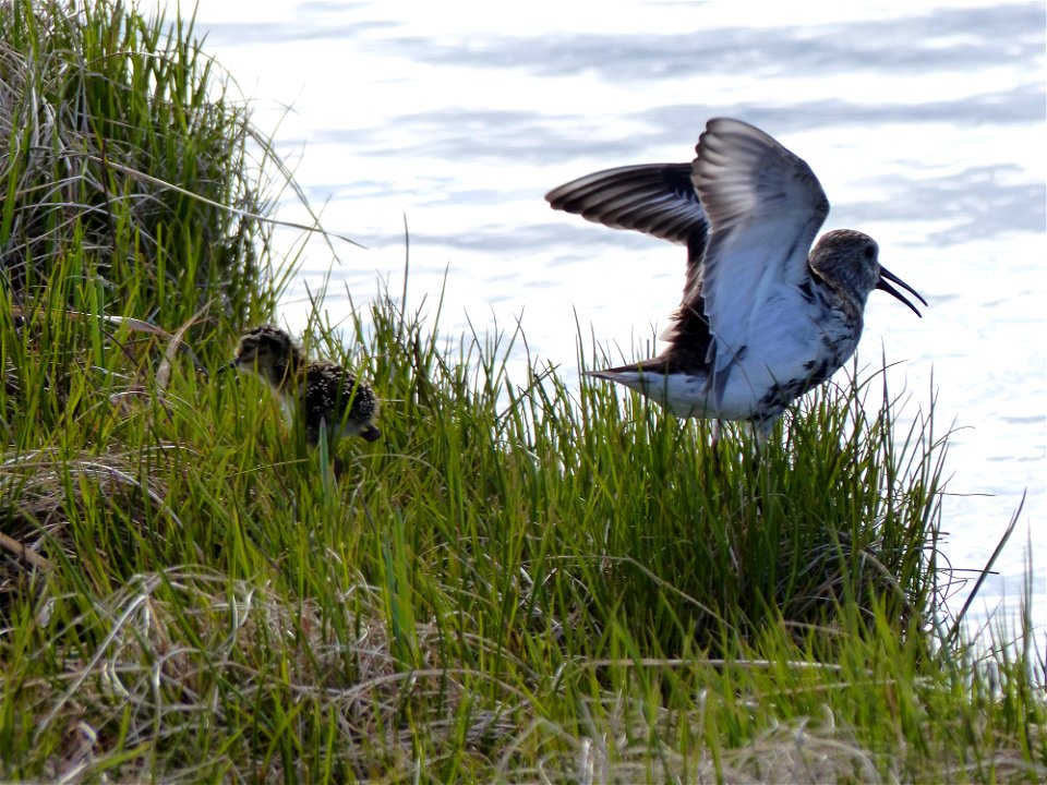 Dunlin brood photo