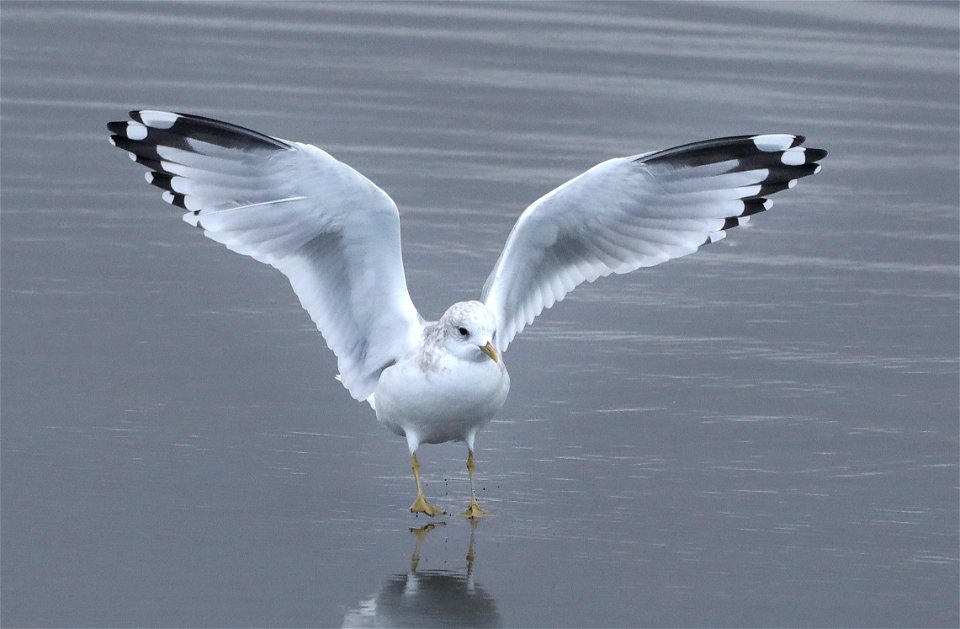 359 - SHORT-BILLED GULL (10-30-2021) adult, crescent city, del norte co, ca -02