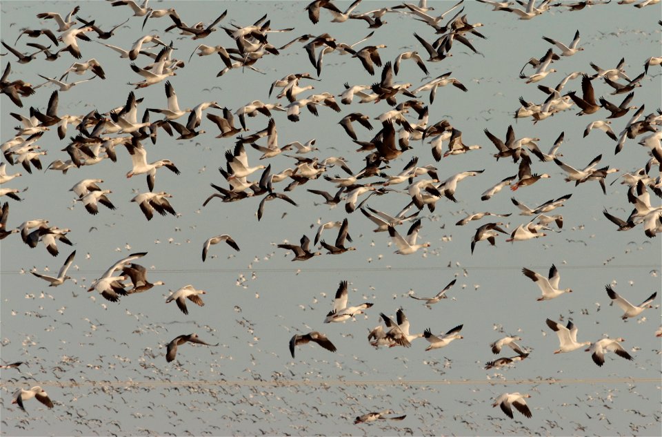 Spring Goose Migration Huron Wetland Management District South Dakota