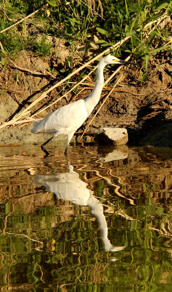 Snowy Egret Bear River Migratory Bird Refuge