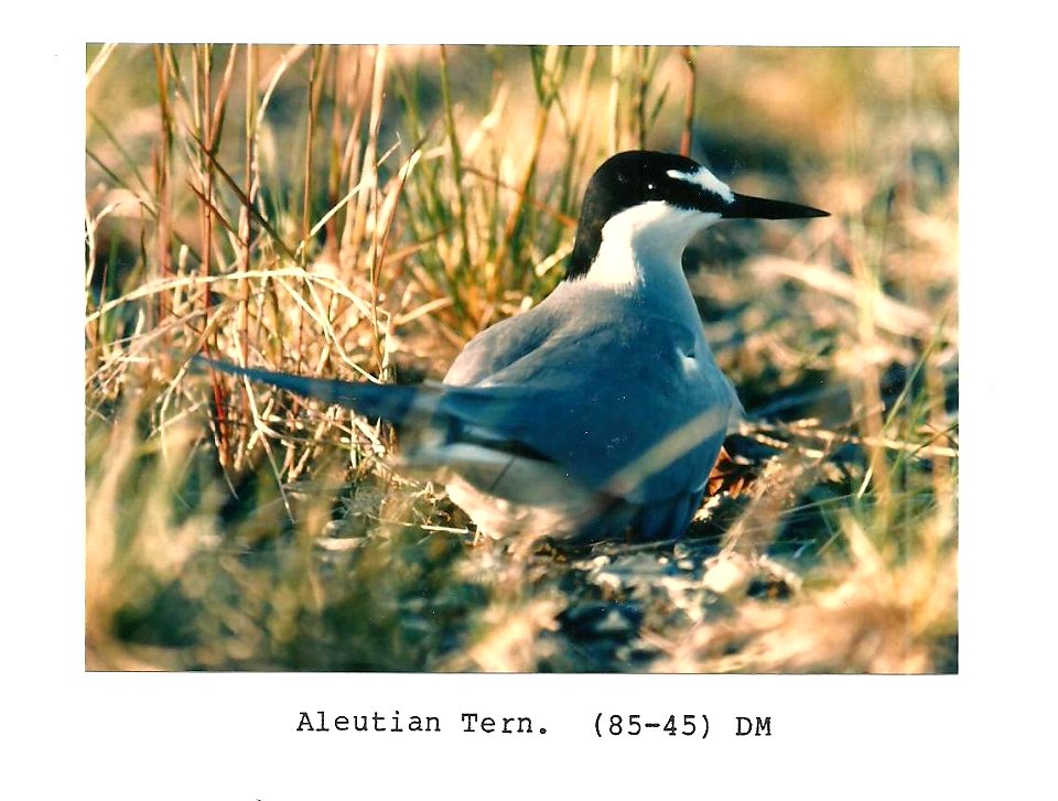 (1985) Aleutian Tern