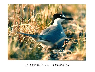 (1985) Aleutian Tern photo