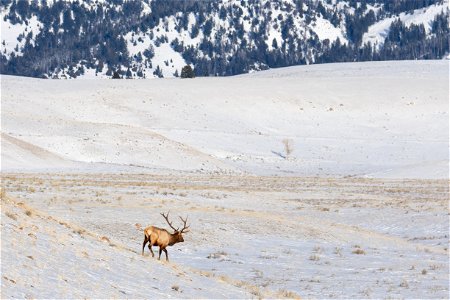 Wintering Bull Elk on the National Elk Refuge photo