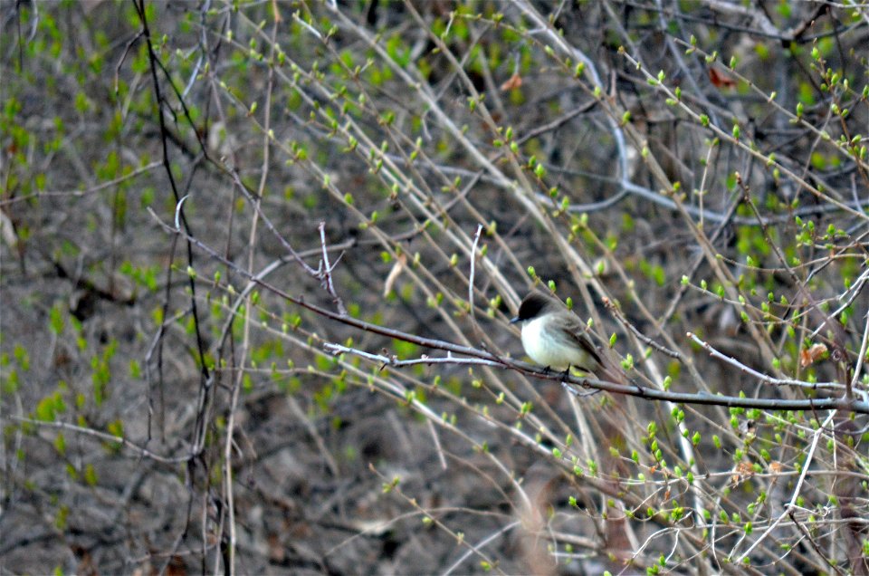 Eastern Kingbird